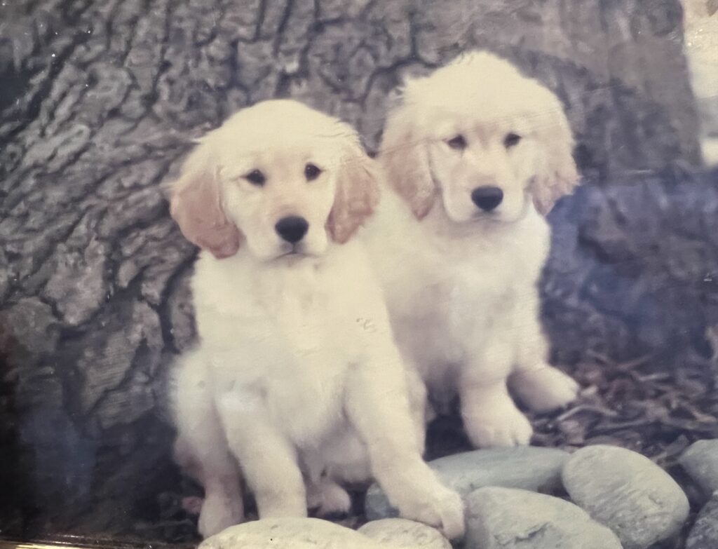 Golden Retrievers Boomer and Dallas